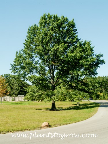 Red Oak (Quercus rubra)